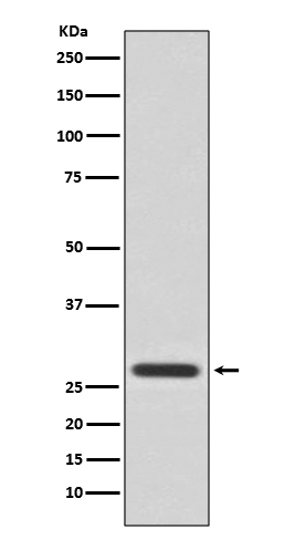 1 - Anti-14-3-3 Theta YWHAQ Rabbit Monoclonal Antibody ABO14130