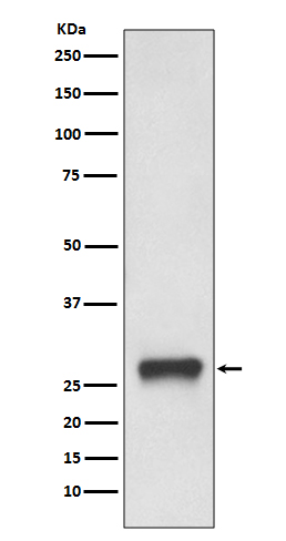 1 - Anti-MHC Class II HLA-DPB1 Rabbit Monoclonal Antibody ABO14132