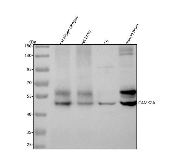 1 - Anti-CaMKII alpha CAMK2A Rabbit Monoclonal Antibody ABO14133