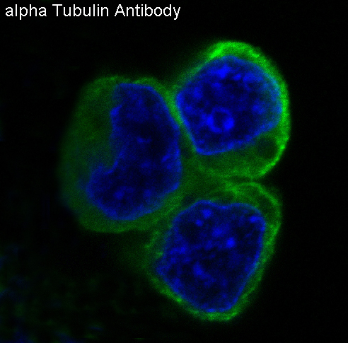 3 - Anti-alpha Tubulin TUBA1B Rabbit Monoclonal Antibody ABO14135