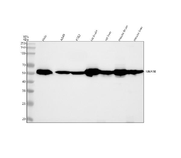 1 - Anti-alpha Tubulin TUBA1B Rabbit Monoclonal Antibody ABO14135