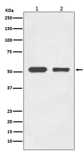 1 - Anti-alpha Tubulin TUBA1B Rabbit Monoclonal Antibody ABO14136