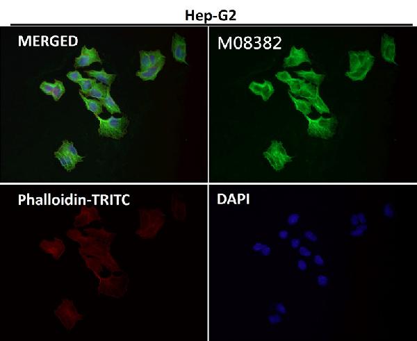 1 - Anti-alpha Tubulin TUBA1B Rabbit Monoclonal Antibody ABO14136