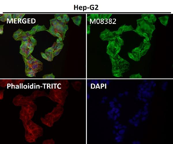 1 - Anti-alpha Tubulin TUBA1B Rabbit Monoclonal Antibody ABO14136