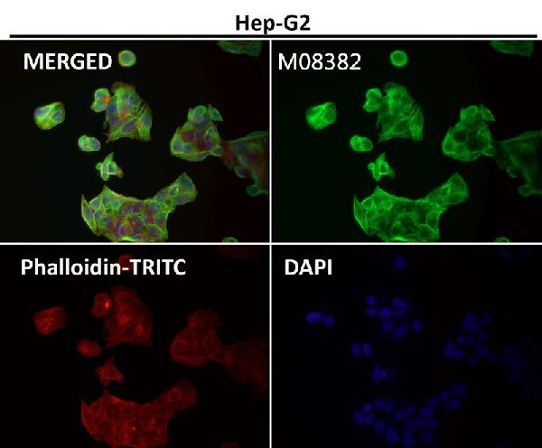 1 - Anti-alpha Tubulin TUBA1B Rabbit Monoclonal Antibody ABO14136