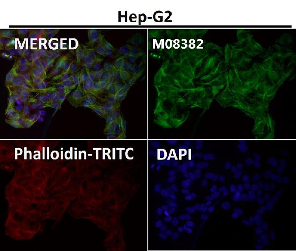 1 - Anti-alpha Tubulin TUBA1B Rabbit Monoclonal Antibody ABO14136