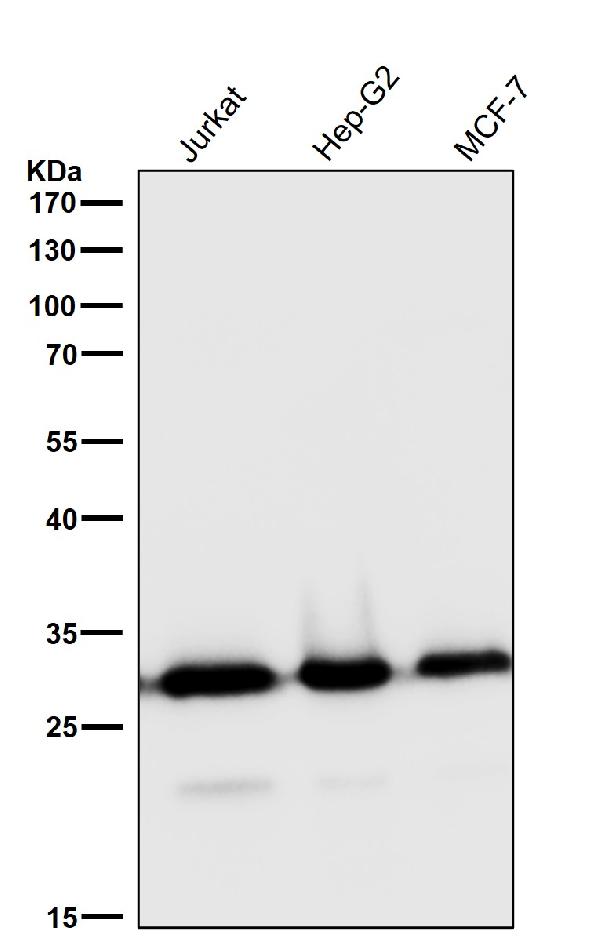 1 - Anti-pro Caspase 3 CASP3 Rabbit Monoclonal Antibody ABO14137