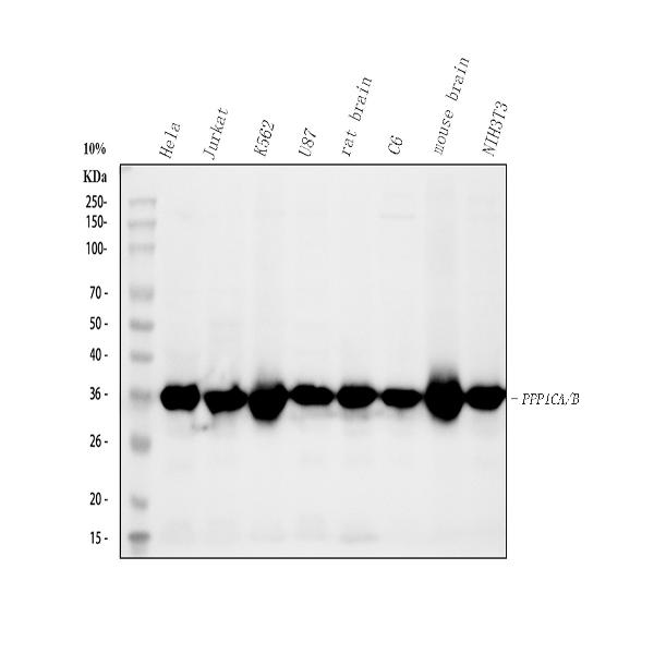 1 - Anti-PPP1CA+PPP1CB Rabbit Monoclonal Antibody ABO14138