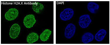 3 - Anti-Histone H2A.X H2AFX Rabbit Monoclonal Antibody ABO14140