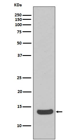 1 - Anti-Histone H2A.X H2AFX Rabbit Monoclonal Antibody ABO14140