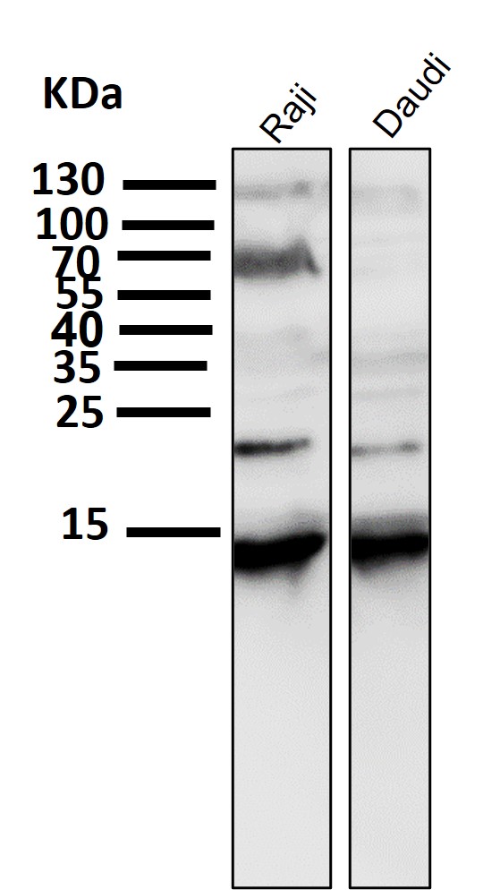 1 - Anti-Histone H2A.X H2AFX Rabbit Monoclonal Antibody ABO14140