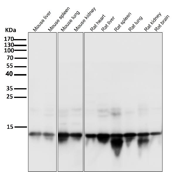 1 - Anti-Histone H2A.X H2AFX Rabbit Monoclonal Antibody ABO14140