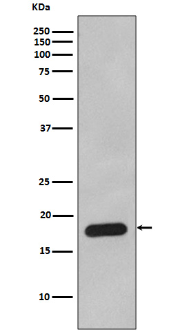 1 - Anti-Cyclophilin B PPIB Rabbit Monoclonal Antibody ABO14144