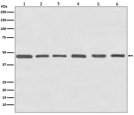 1 - Anti-Tubulin gamma Rabbit Monoclonal Antibody ABO14145