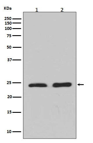 1 - Anti-Rho A + B + C Rabbit Monoclonal Antibody ABO14146