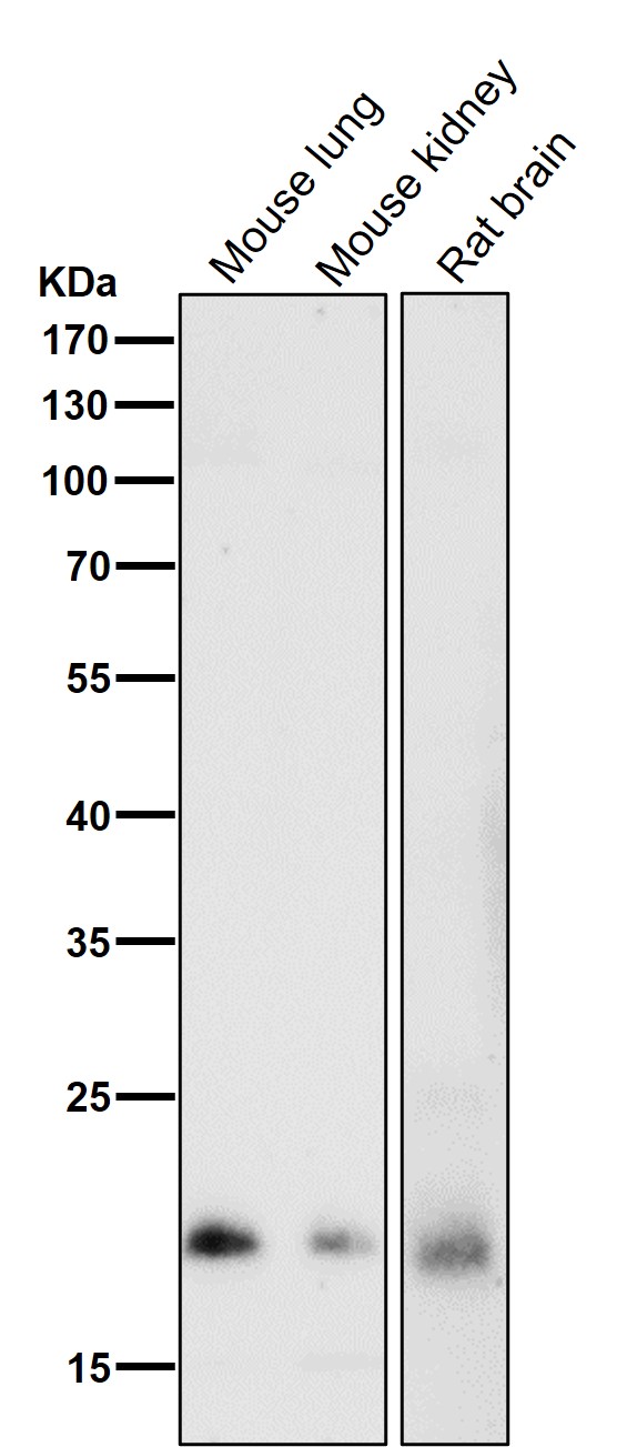 1 - Anti-Rho A + B + C Rabbit Monoclonal Antibody ABO14146