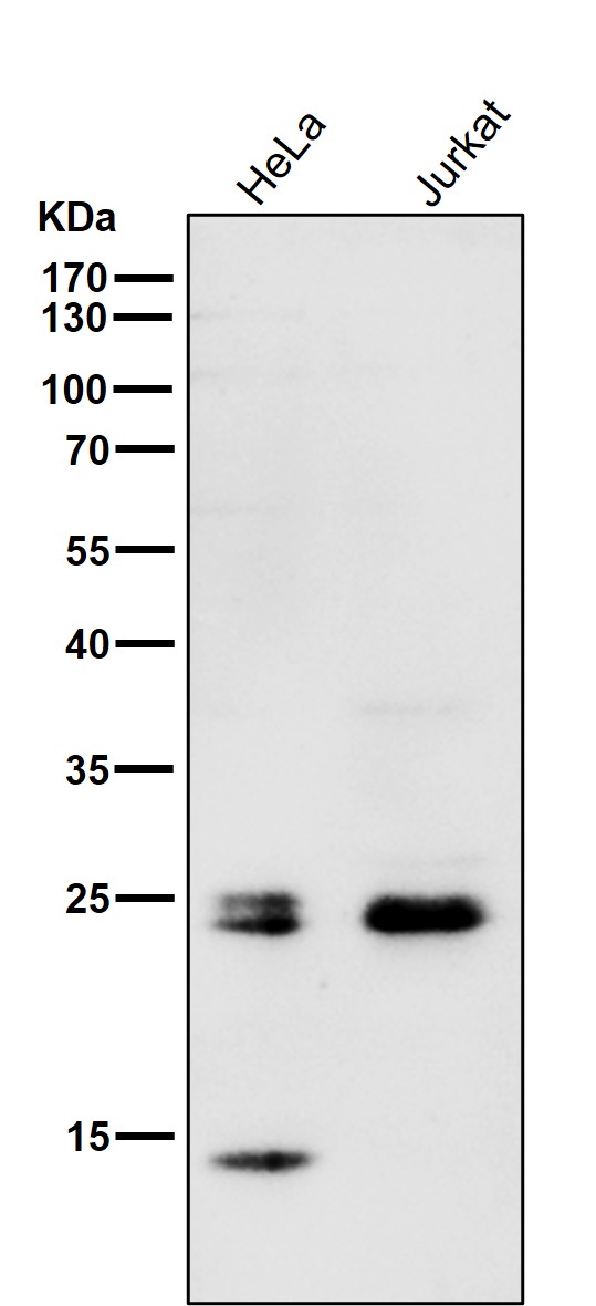 1 - Anti-Rho A + B + C Rabbit Monoclonal Antibody ABO14146