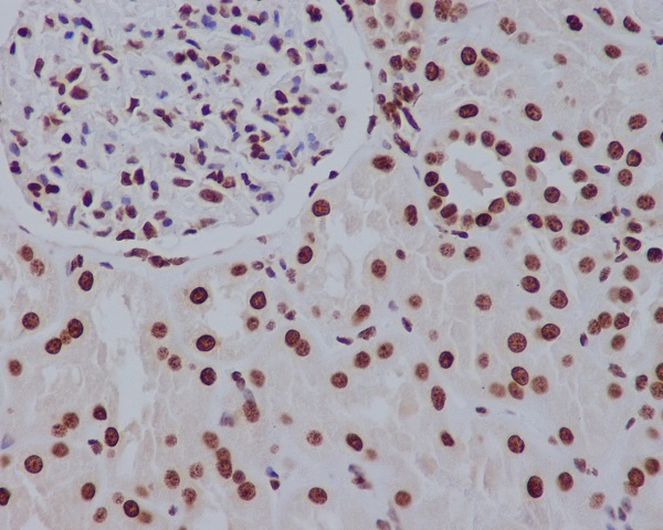 2 - Anti-Histone H2A.Z H2afz Rabbit Monoclonal Antibody ABO14148