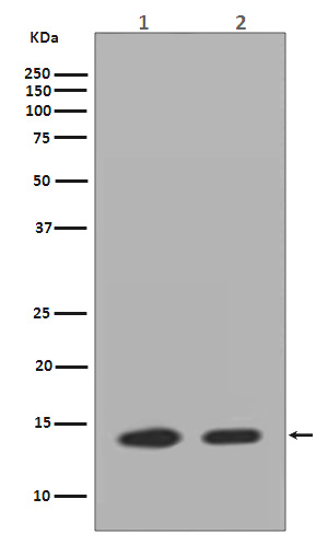 1 - Anti-Histone H2A.Z H2afz Rabbit Monoclonal Antibody ABO14148