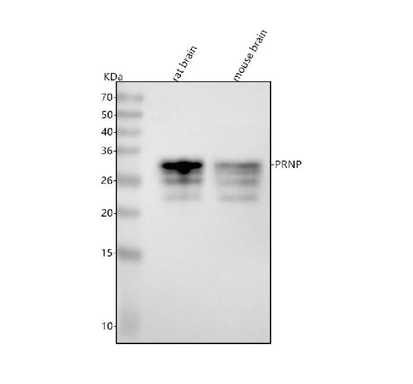 1 - Anti-Prion Protein PRNP Rabbit Monoclonal Antibody ABO14150