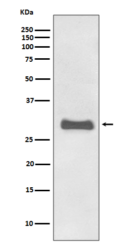 1 - Anti-Prion Protein PRNP Rabbit Monoclonal Antibody ABO14150