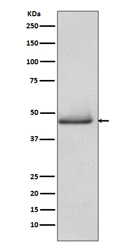 1 - Anti-pro Caspase 9 CASP9 Rabbit Monoclonal Antibody ABO14154