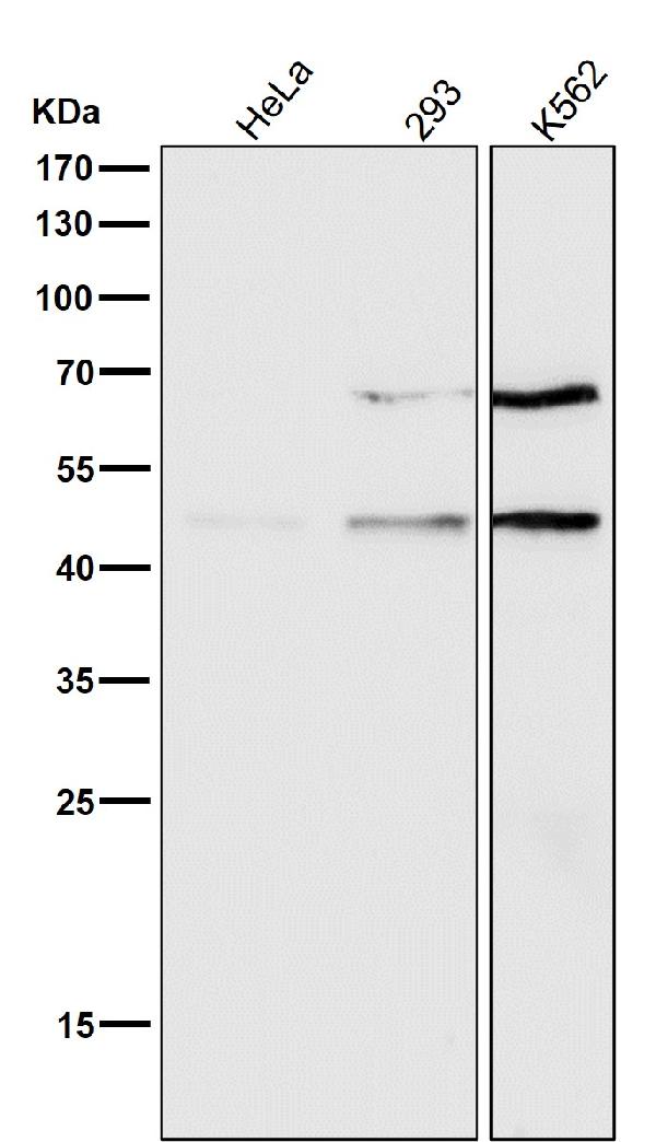 1 - Anti-pro Caspase 9 CASP9 Rabbit Monoclonal Antibody ABO14154