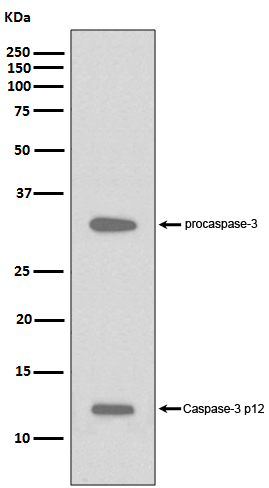 1 - Anti-Caspase-3 p12 CASP3 Rabbit Monoclonal Antibody ABO14158