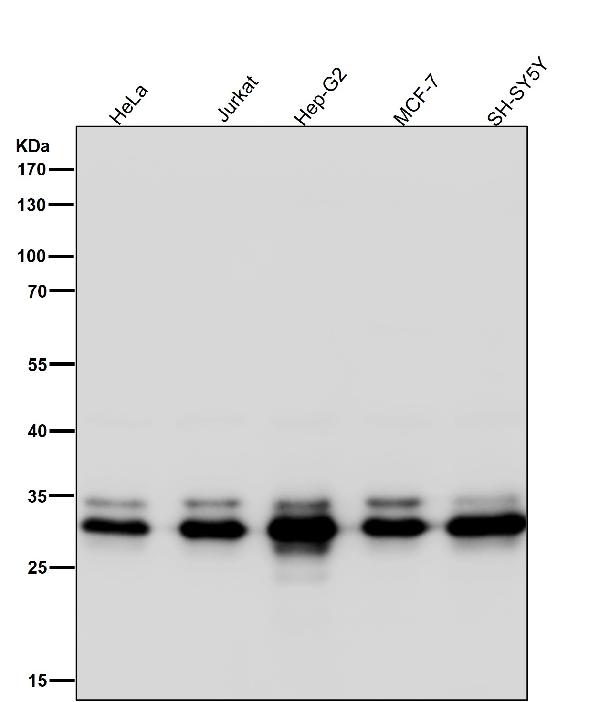 1 - Anti-Caspase-3 p12 CASP3 Rabbit Monoclonal Antibody ABO14158