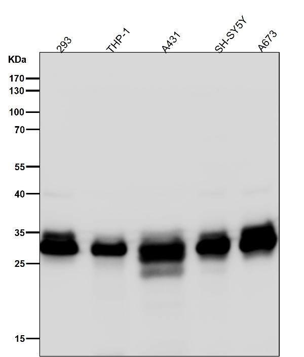 1 - Anti-Caspase-3 p12 CASP3 Rabbit Monoclonal Antibody ABO14158