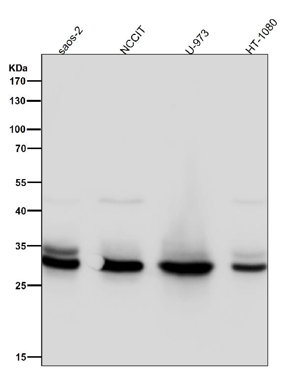 1 - Anti-Caspase-3 p12 CASP3 Rabbit Monoclonal Antibody ABO14158