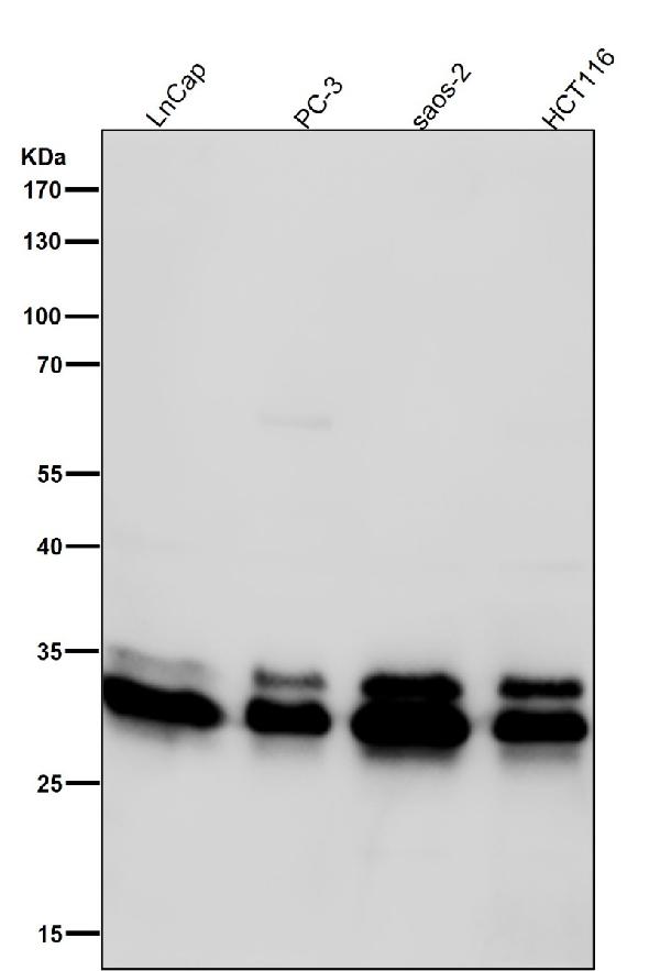 1 - Anti-Caspase-3 p12 CASP3 Rabbit Monoclonal Antibody ABO14158