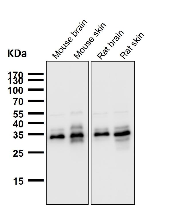 1 - Anti-Caspase-3 p12 CASP3 Rabbit Monoclonal Antibody ABO14158