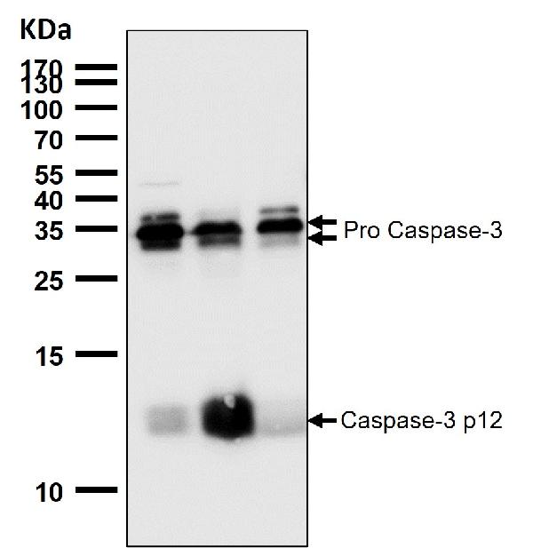 1 - Anti-Caspase-3 p12 CASP3 Rabbit Monoclonal Antibody ABO14158