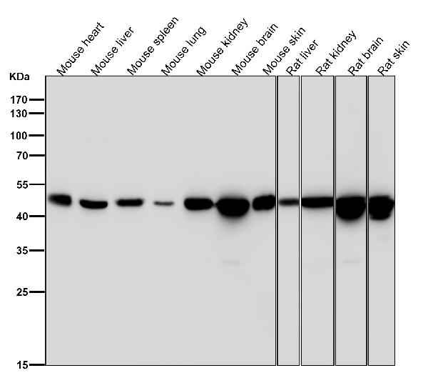 1 - Anti-Tissue Factor Rabbit Monoclonal Antibody ABO14161