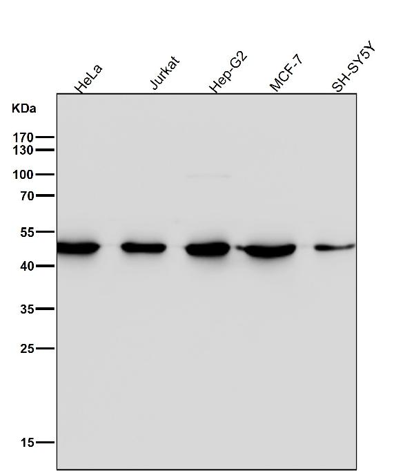 1 - Anti-Tissue Factor Rabbit Monoclonal Antibody ABO14161
