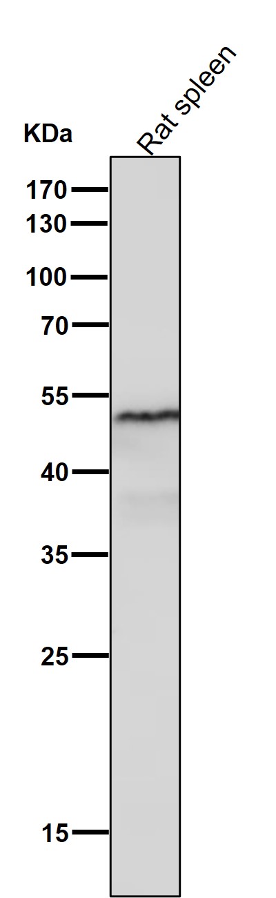 1 - Anti-Tissue Factor Rabbit Monoclonal Antibody ABO14161