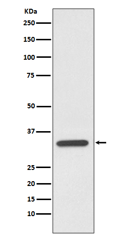 1 - Anti-pro Caspase 7 CASP7 Rabbit Monoclonal Antibody ABO14164