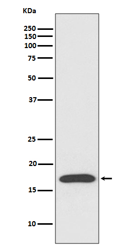 1 - Anti-Cyclophilin A PPIA Rabbit Monoclonal Antibody ABO14167