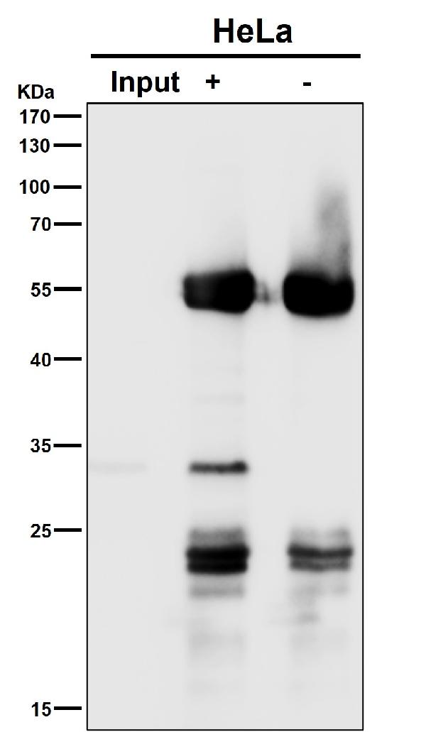 1 - Anti-Apg10 (Atg10) Rabbit Monoclonal Antibody ABO14169