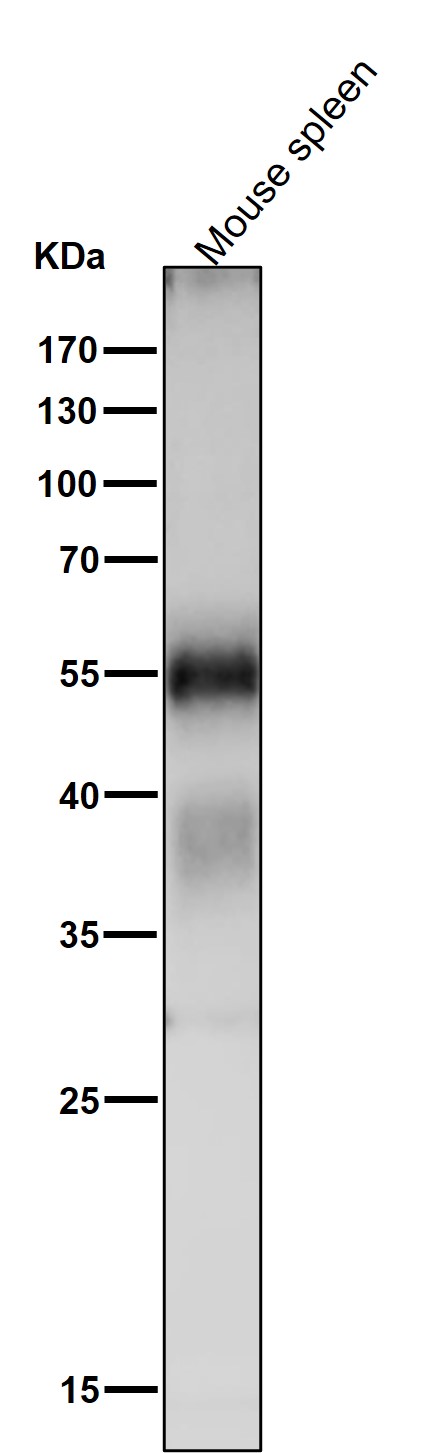1 - Anti-Apg12 (Atg12) Rabbit Monoclonal Antibody ABO14170