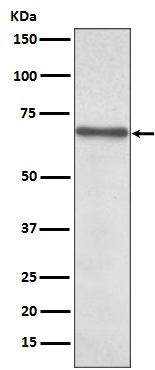 1 - Anti-NF-Kappa B p65 RELA Rabbit Monoclonal Antibody ABO14174