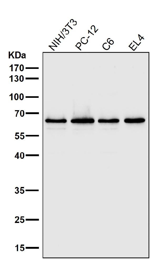 1 - Anti-NF-Kappa B p65 RELA Rabbit Monoclonal Antibody ABO14174