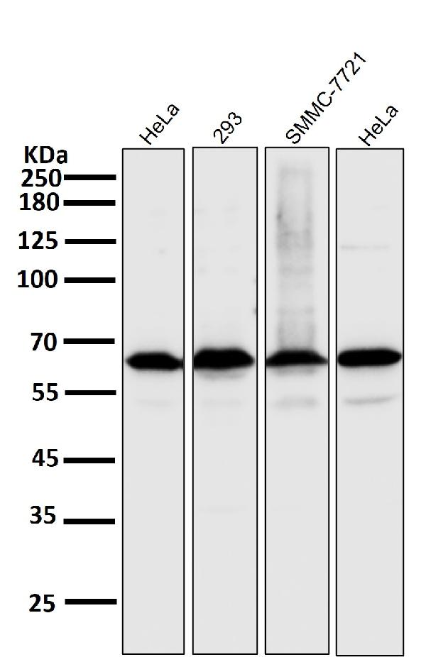 1 - Anti-NF-Kappa B p65 RELA Rabbit Monoclonal Antibody ABO14174