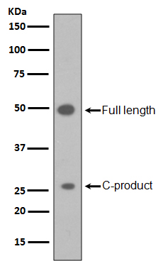 1 - Anti-Sonic Hedgehog SHH Rabbit Monoclonal Antibody ABO14176