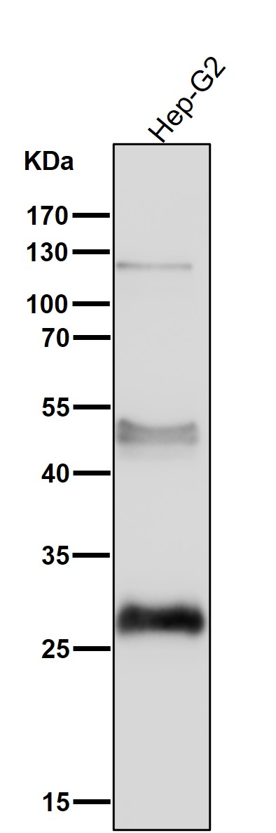 1 - Anti-Sonic Hedgehog SHH Rabbit Monoclonal Antibody ABO14176