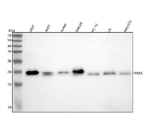 1 - Anti-KRAS+HRAS+NRAS Rabbit Monoclonal Antibody ABO14183