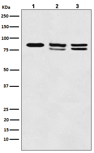 1 - Anti-IKK alpha+beta CHUK Rabbit Monoclonal Antibody ABO14187
