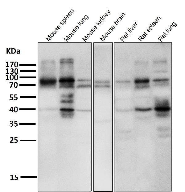 1 - Anti-IKK alpha+beta CHUK Rabbit Monoclonal Antibody ABO14187