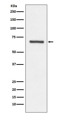 1 - Anti-Angiopoietin 1 ANGPT1 Rabbit Monoclonal Antibody ABO14190